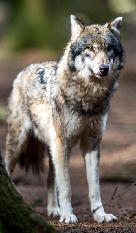 In Deutschland gibt es bereits 60 Wolfsrudel. Dass sich auch eines im Harz ansiedelt, ist nur eine Frage der Zeit.