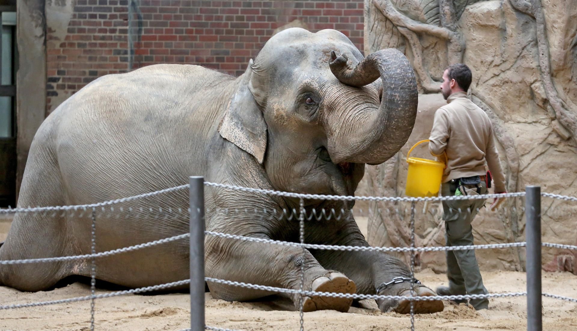 Elefantenkuh Thura im Zoo Leipzig (Archivfoto)