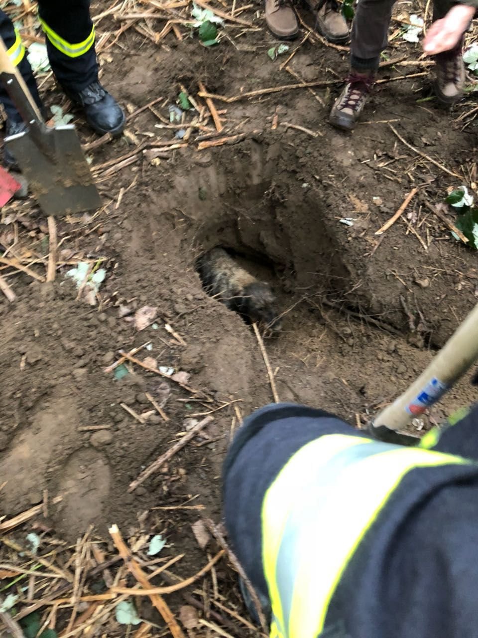 Die Kameraden konnten den Hund mit Schaufel und Spaten aus dem Erdloch retten.