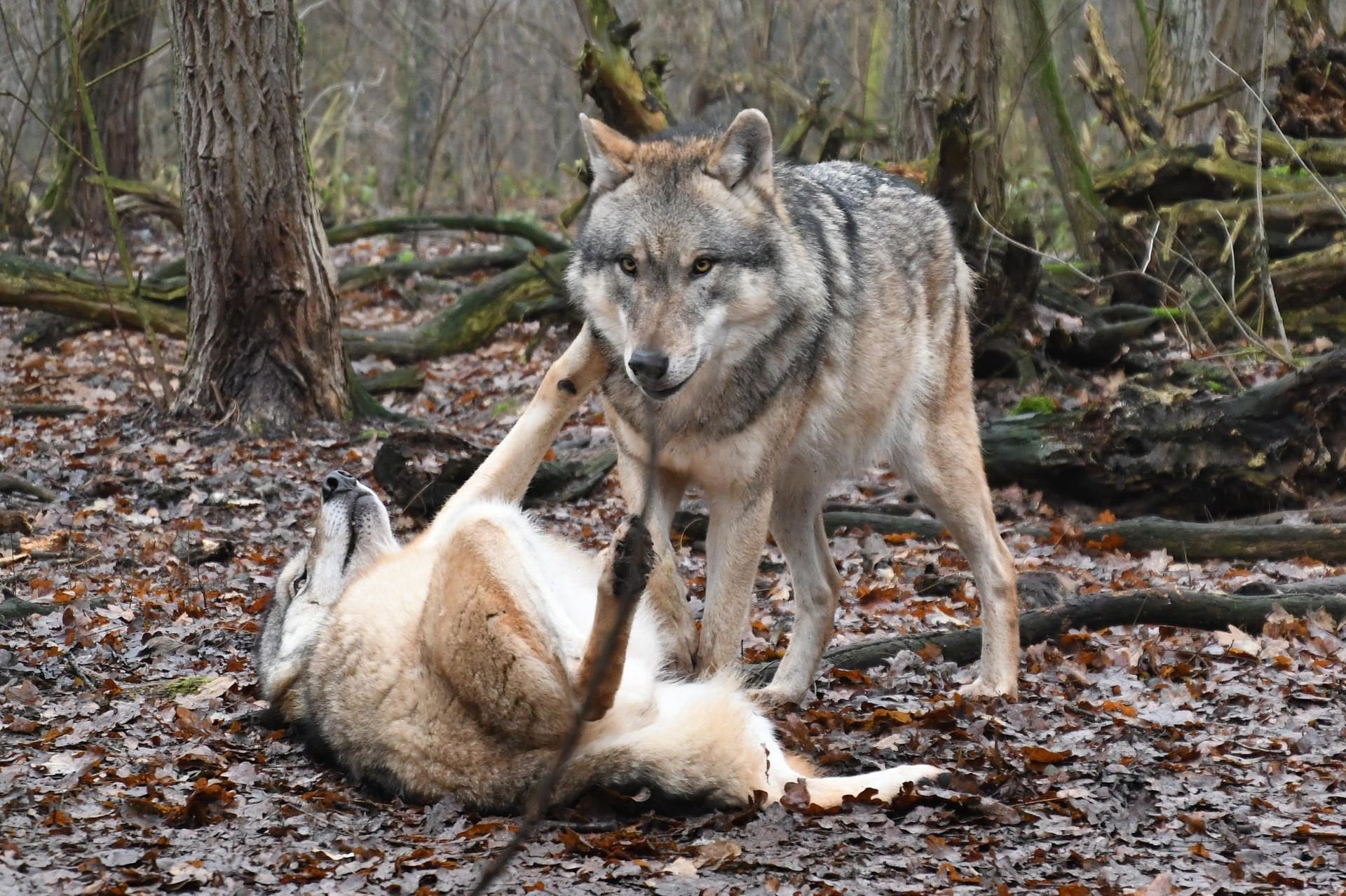 Zwei Europäische Grauwölfe halten sich im Wolfcenter in Dörverden in ihrem Gehege auf.