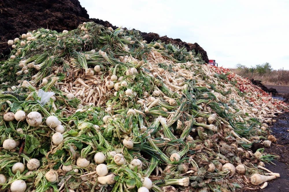 Das Gemüse wird bergeweise im Silo abgekippt.