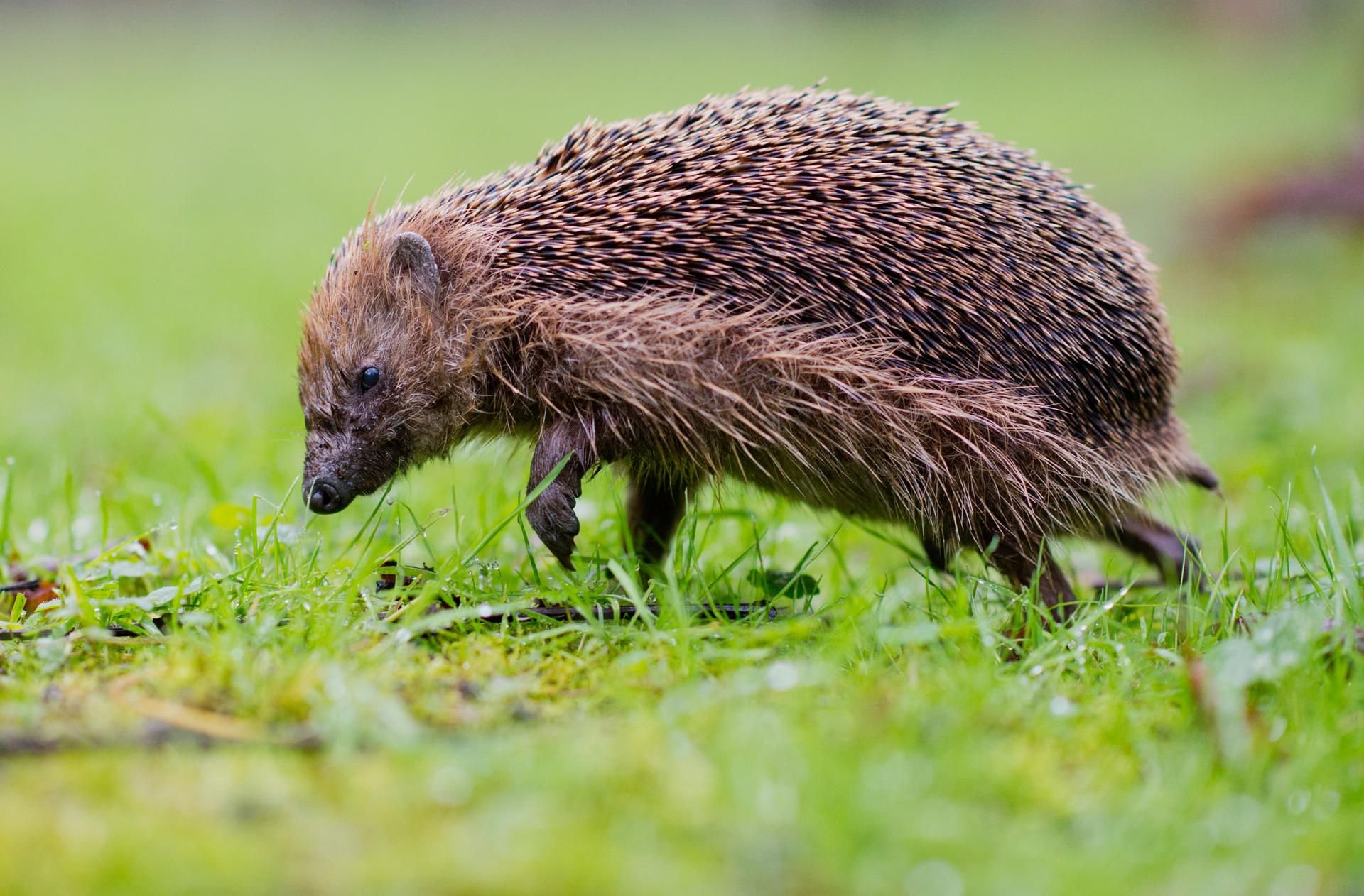 Ein Igel (Erinaceus europaeus) sucht nach Futter.
