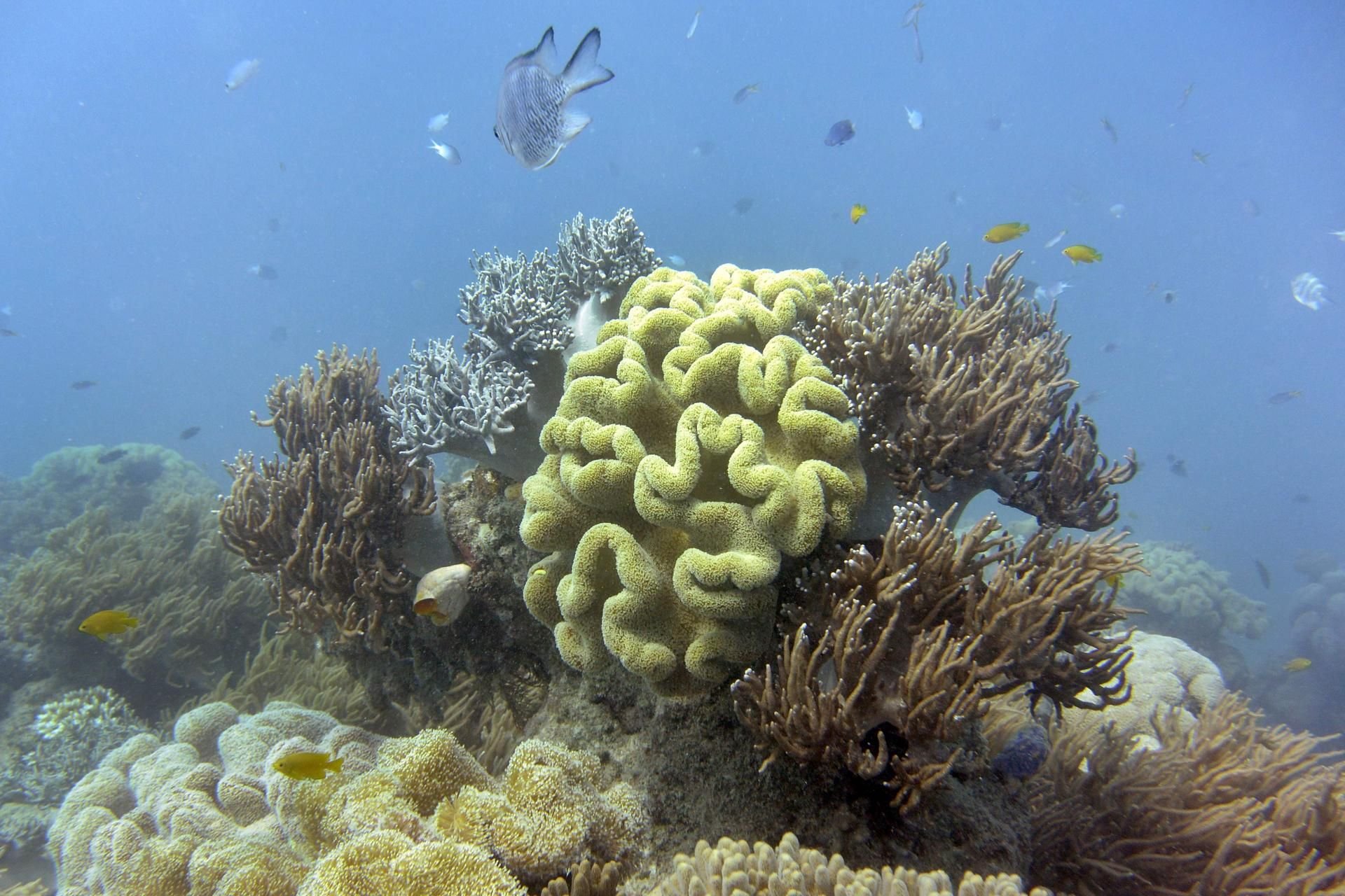 In diesem Jahr wird mit einer weiteren verheerenden Korallenbleiche am Great Barrier Reef gerechnet. (Symbolbild)