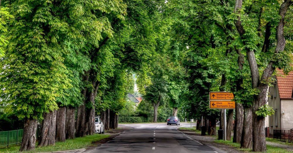 Die Kastanienallee in Rottleberode ist eine der schönsten im Landkreis. Trotzdem sollen dort Bäume gefällt werden.