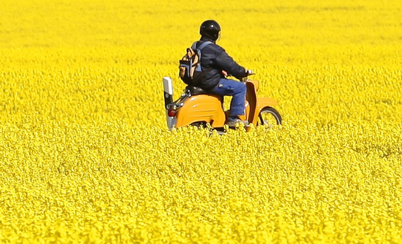 Ein Mopedfahrer fährt auf seiner "Schwalbe" an einem blühenden Rapsfeld vorbei.