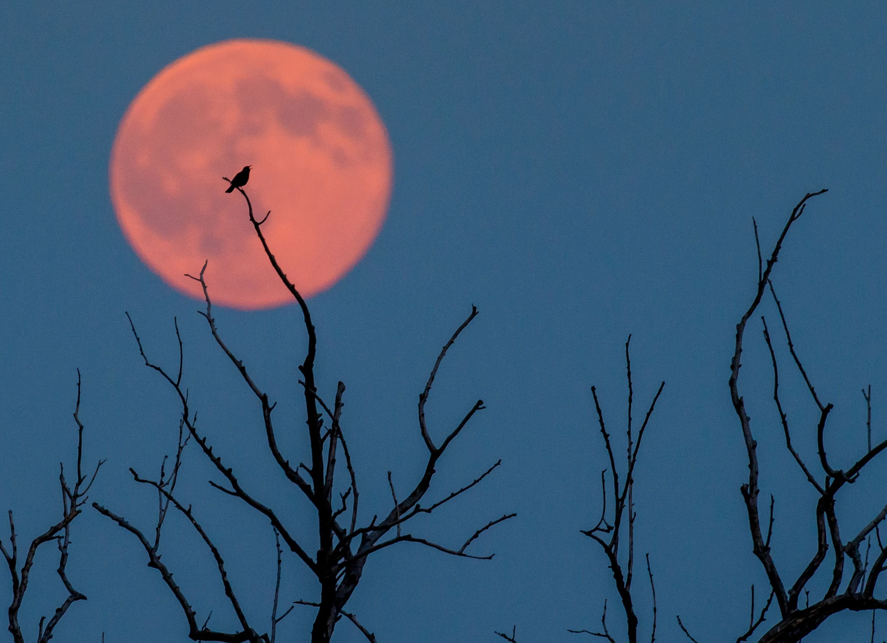 Seltenes Naturschauspiel: der Erdbeermond. Hier aufgenommen in Brandenburg.