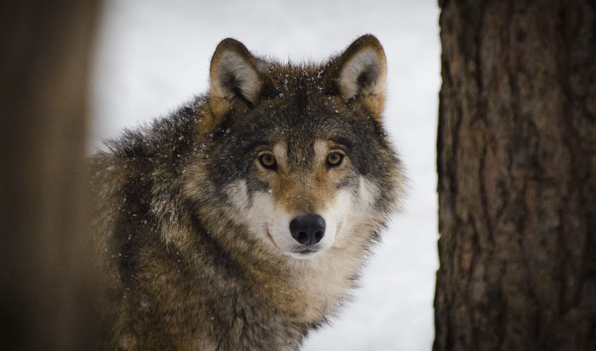 In Deutschland gibt es bereits 60 Wolfsrudel. Dass sich auch eines im Harz ansiedelt, ist nur eine Frage der Zeit.