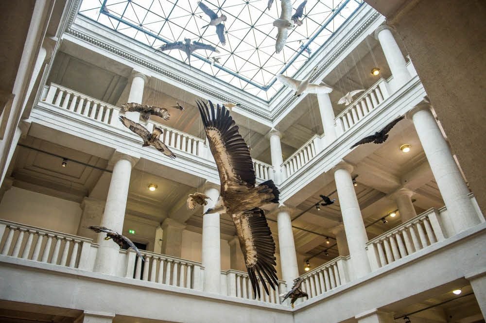 Die Vögel - kein Szenario à la Hitchcock, sondern Vorboten der neuen Klima-Ausstellung im Landesmuseum für Vorgeschichte.