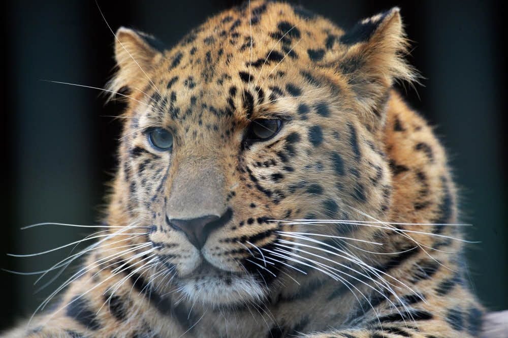 Mit zwei neuen Amurleoparden nimmt der Zoo jetzt an einem internationalen Zuchtprogramm teil.