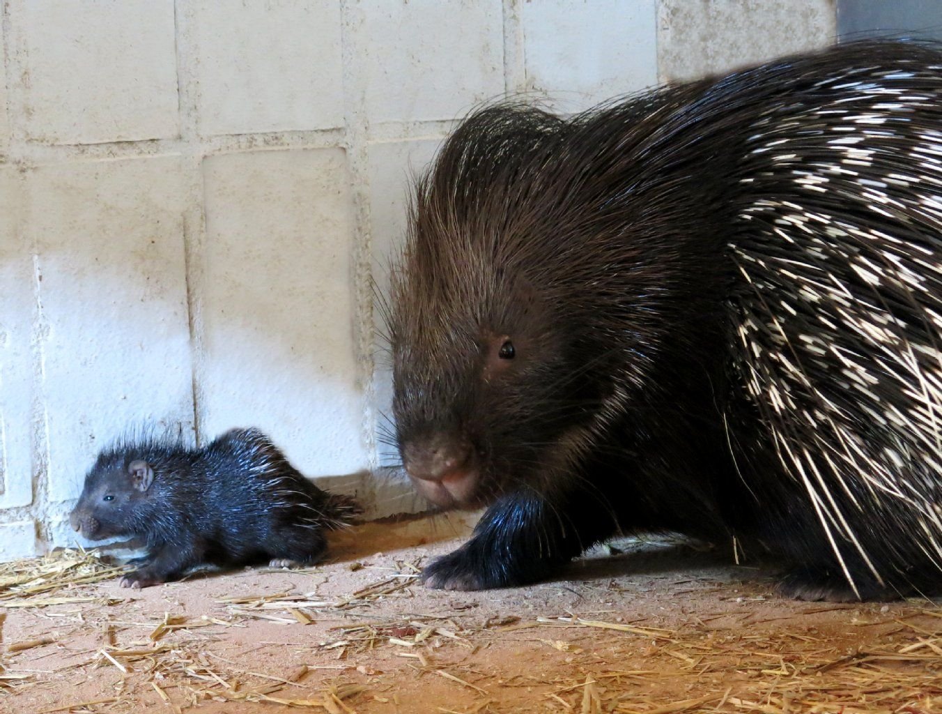 Stachelschwein-Nachwuchs im Dessauer Tierpark