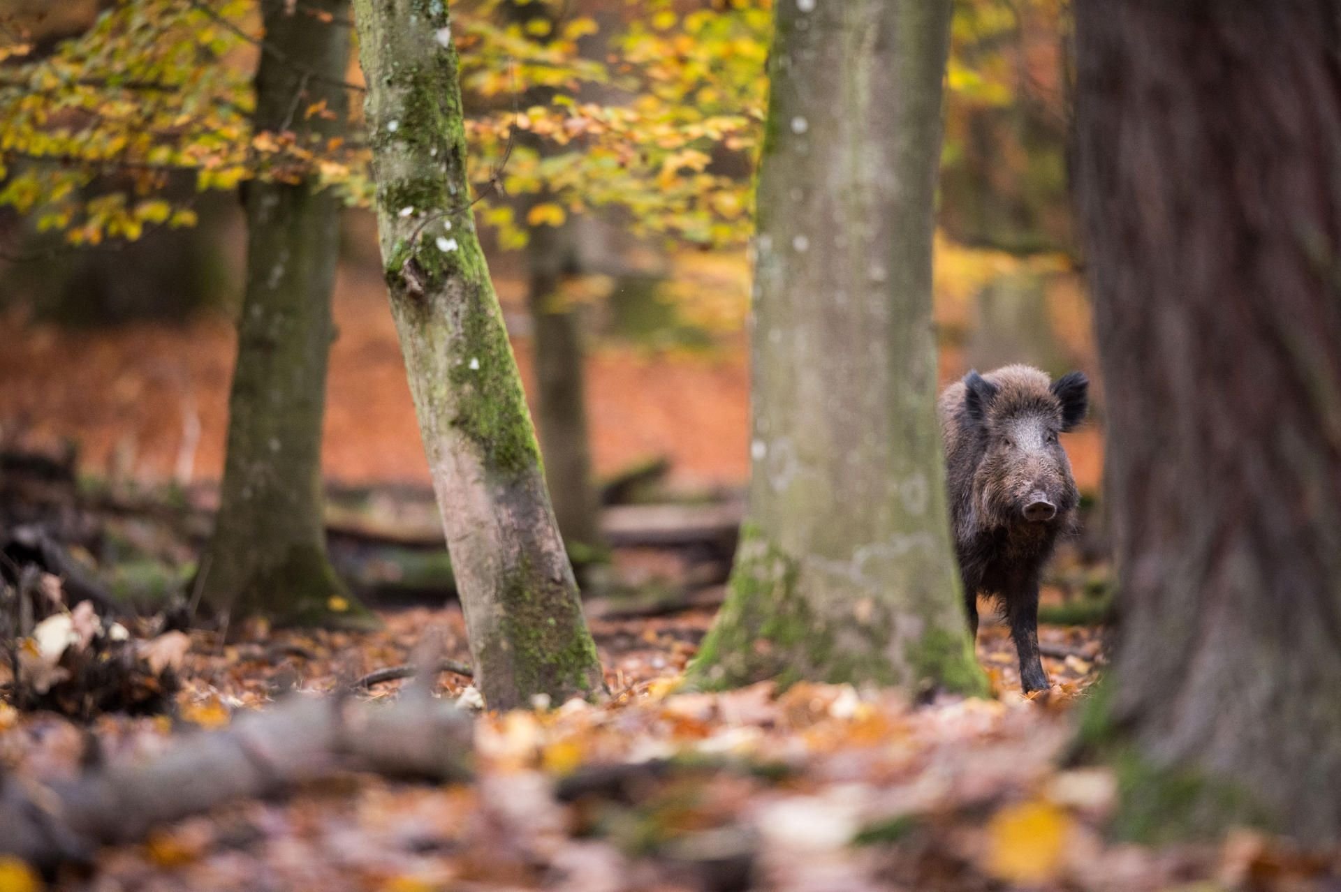 Ein Wildschwein