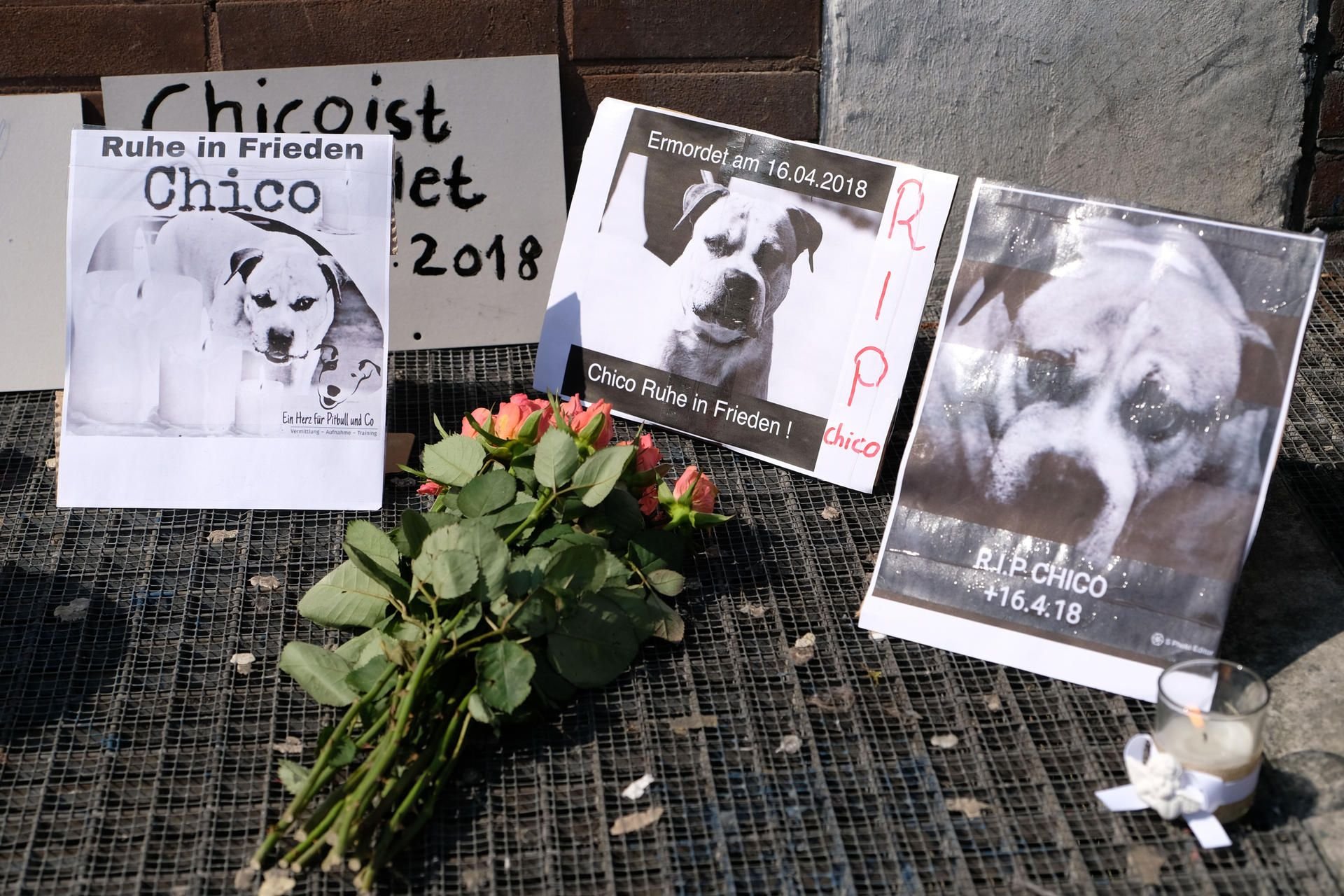 Blumen, Kerzen, Stofftiere und Bilder für „Chico“