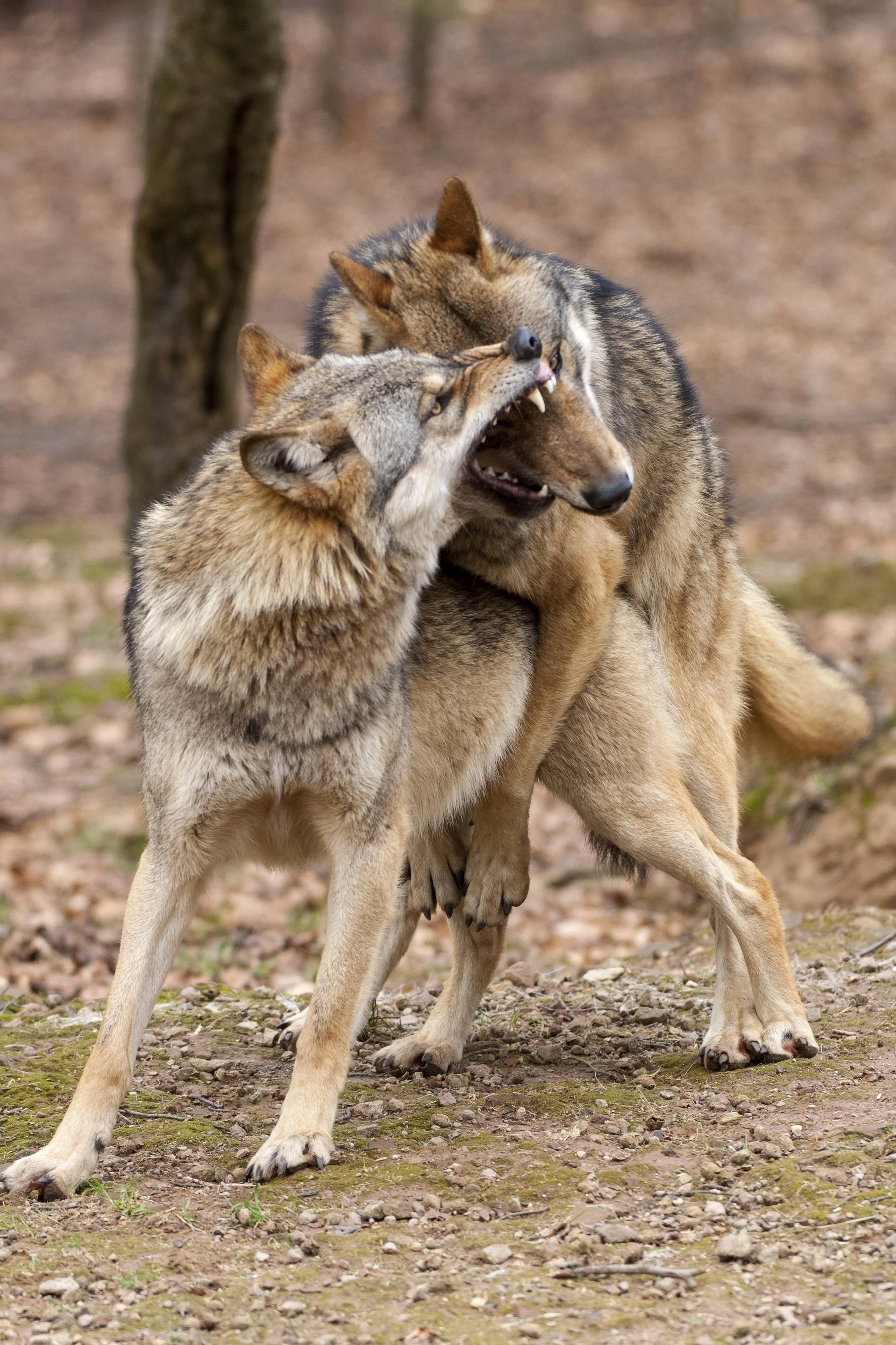 Europäischer Wolf