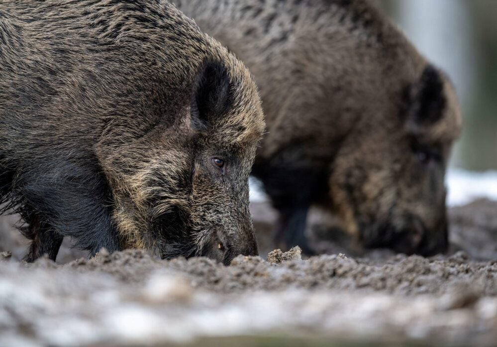 Könnten bald häufiger zu Besuch nach Halle kommen: Wildschweine ziehen vom Saalekreis in die Stadt.