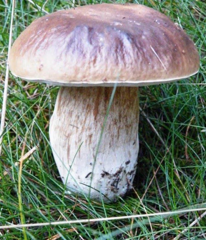 Der Steinpilz gilt als edelster Speisepilz in unseren Breiten. Er hat einen nussartigen, milden Geschmack. Der Steinpilz ist vereinzelt schon ab Juli in den Nadelwäldern unter Kiefern und Fichten zu finden, in größeren Mengen ab August bis etwa Oktober.
