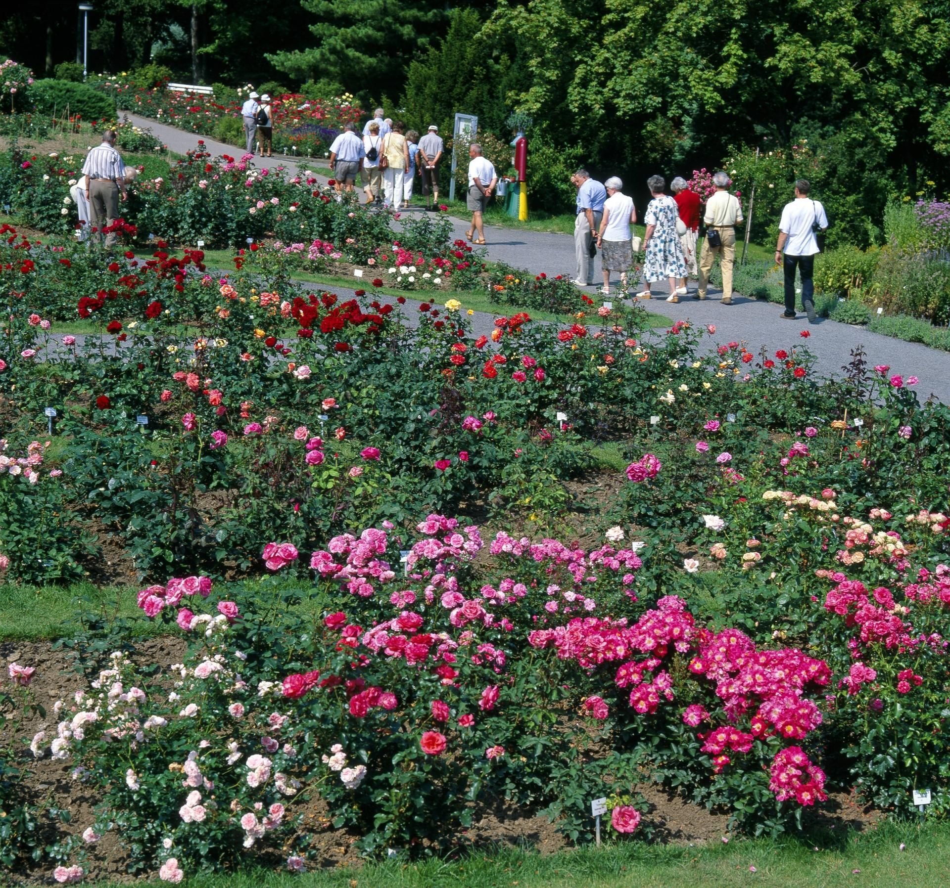 Offiziell werden am 1. Mai die Tore der größten Rosensammlung der Welt zur neuen Saison geöffnet.