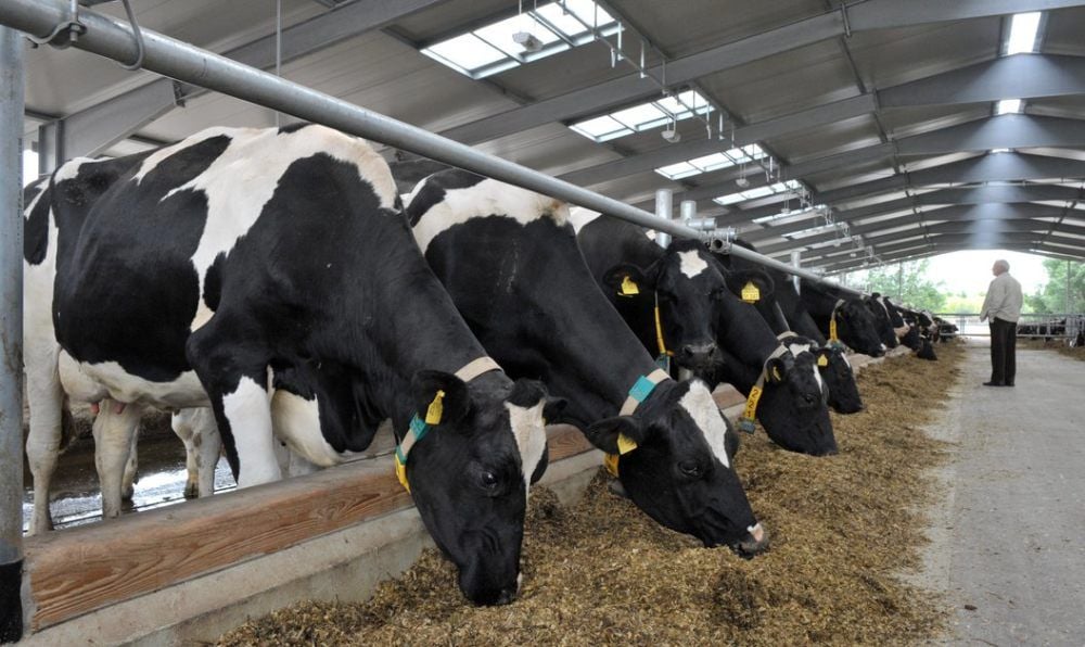 Deutsche Tiernahrung Cremer stellt unter anderem Futter für Kühe her.
