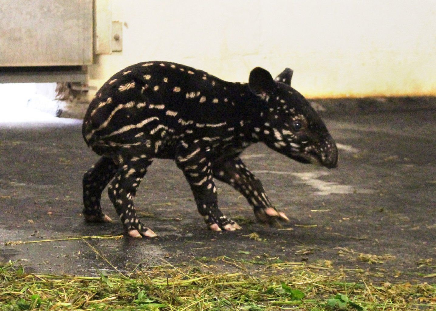 Das Tapier-Jungtier läuft am 10.09.2014 durch sein Gehege im Zoo Leipzig (Sachsen).