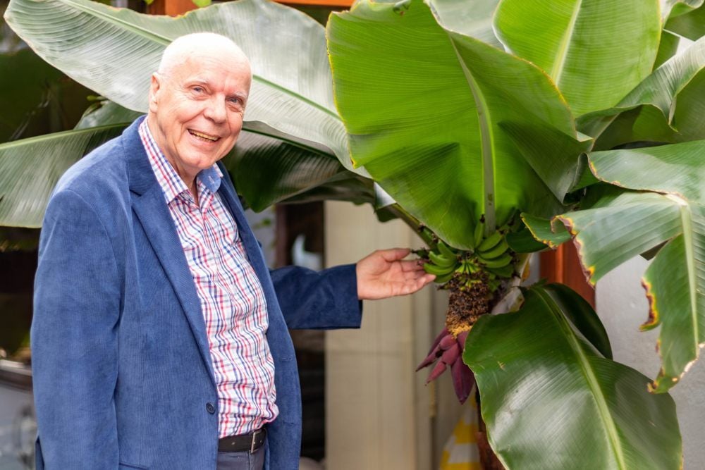 Dank des „grünen Daumens“ seiner Frau: Bernhard Berger zeigt den Bananenbaum in seinem Wintergarten.