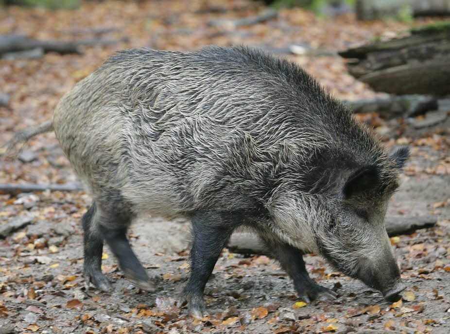Ein Wildschwein läuft in der freien Natur.