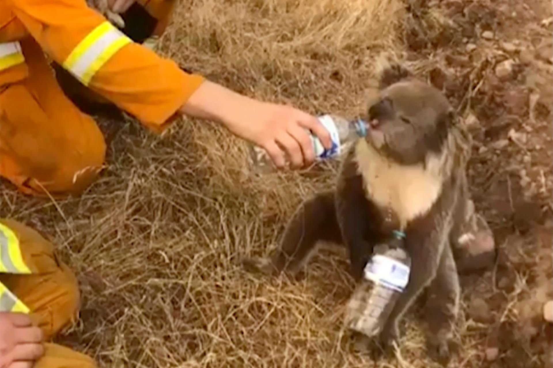 Ein Koala trinkt Wasser aus einer Flasche, die ihm von einem Feuerwehrmann hingehalten wird (Videostandbild).