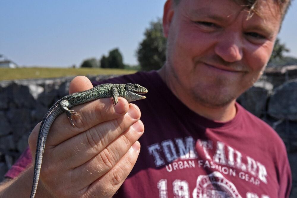 Steve Hahnemann mit einer grünen Zauneidechse. Die erinnert tatsächlich an einen kleinen Drachen.