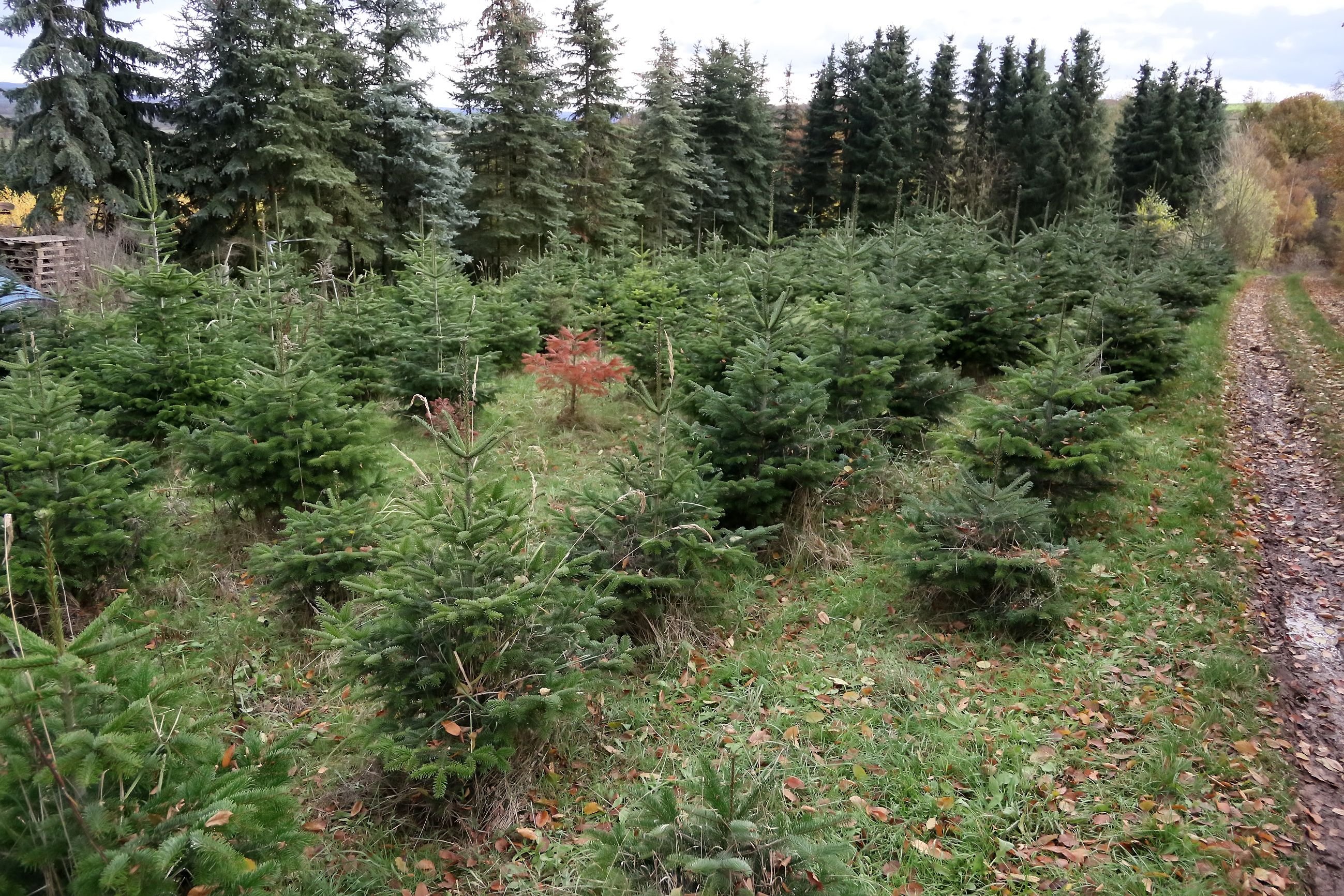 Auf dem Butterberg bei Erdeborn und in Liedersdorf können Weihnachtsbäume selbst geschlagen werden.