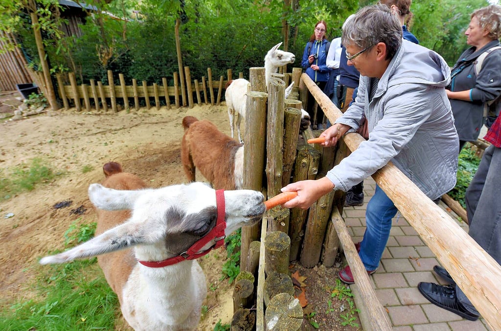 Lecker Möhrchen! Die Lama-Damen sind wählerisch. Doch die Tierpaten haben Spaß am Zoobesuch.