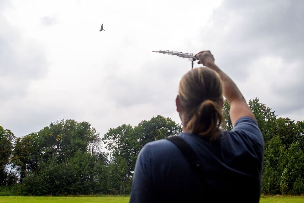 Martin Kolbe beobachtet einen Rotmilan der am Himmel fliegt und richtet dabei am ausgestreckten Arm eine Antenne auf den Vogel, um die Daten des Senders abzurufen.