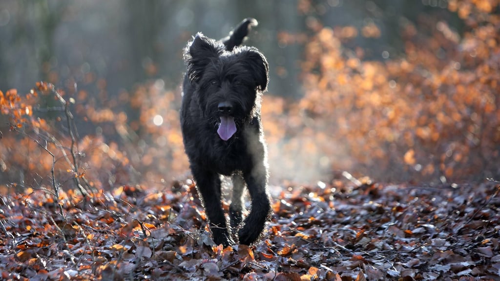 Bernd Engelmann möchte sein Flussgrundstüch im sächsischen Löbau seinem Hund vermachen. Doch der kuriose Plan kommt bei seinen Kindern gar nicht gut an.