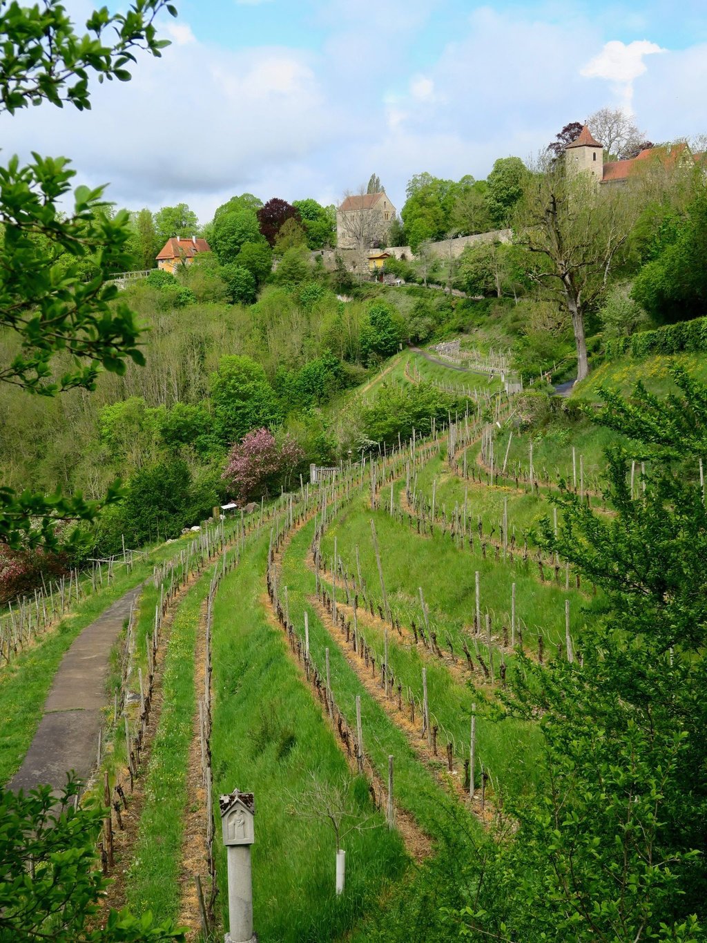 Anbau vor Ort: Fränkischen Wein können Besucher in Rothenburg natürlich auch genießen.