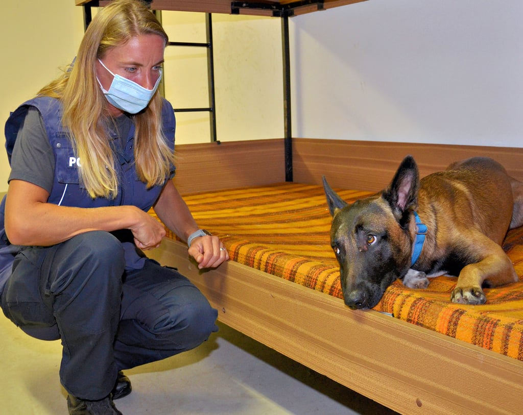 Polizeimeisterin Nicole Lange mit ihrem ein Jahr alten ?Zar Louis?. Der belgische Schäferhund wird zum Datenträger-Spürhund ausgebildet und soll ab nächstes Jahr von Verdächtigen versteckte Festplatten oder Handys finden. Hier trainiert er, mit einem skeptischen Blick zu Frauchen, im Übungsraum der Schule an einem Bett.