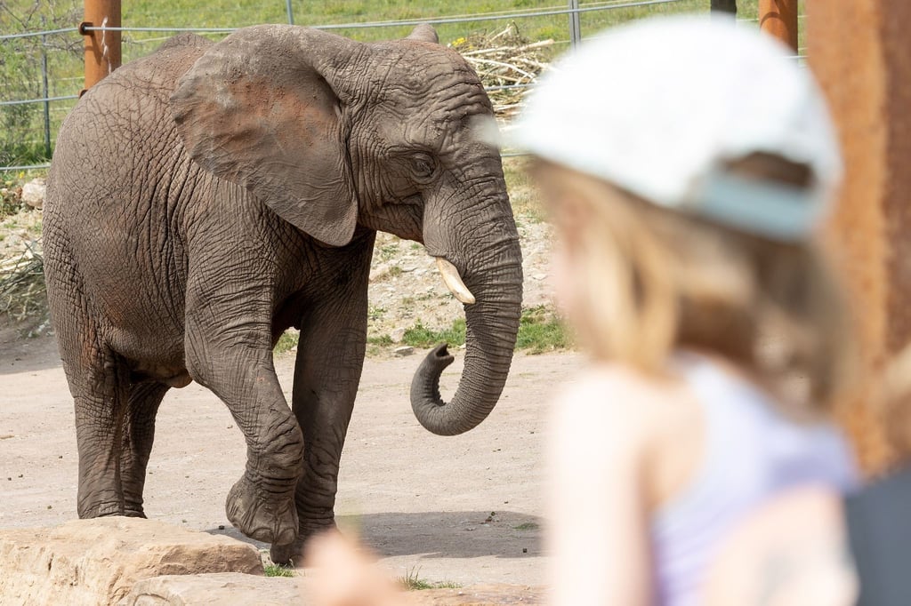 Ein Kind bestaunt eine Elefantenkuh im Zoopark Erfurt.