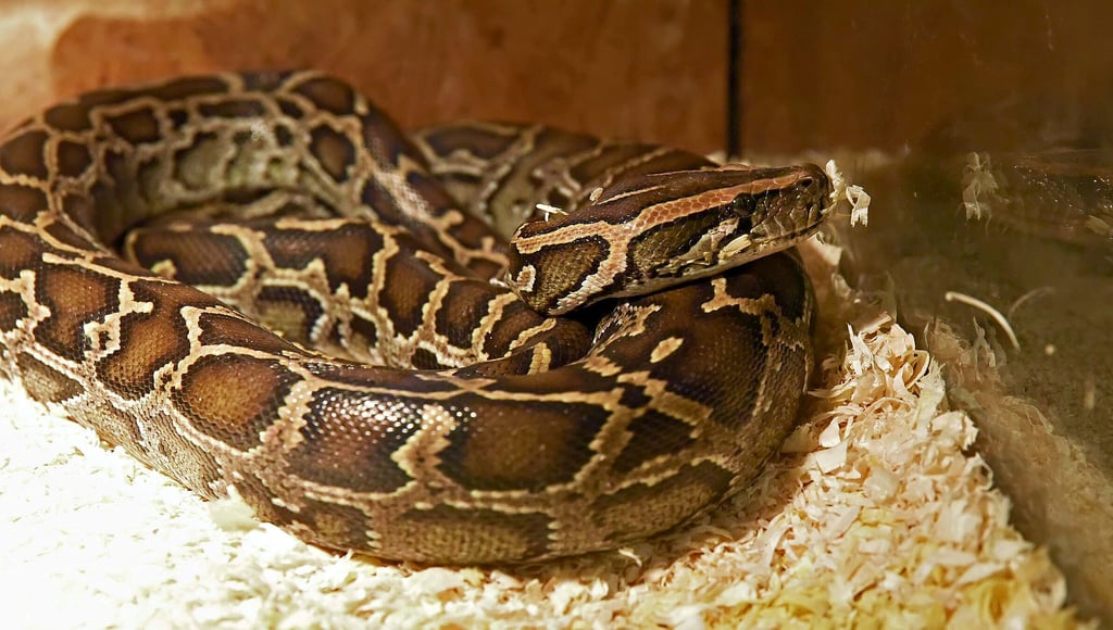 Der am Dachsteich entdeckte Tigerpython fühlt sich im Ascherslebener Zoo offensichtlich wohl.