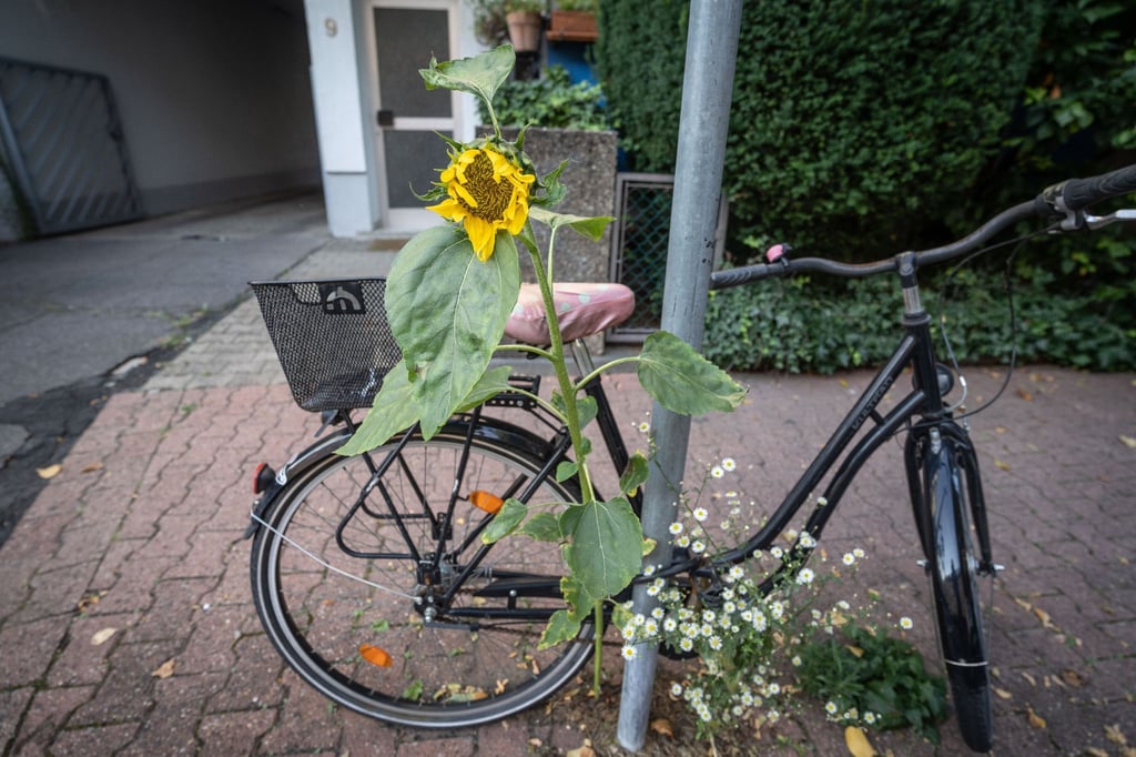Eine Sonnenblume blüht an einem Verkehrsschild.