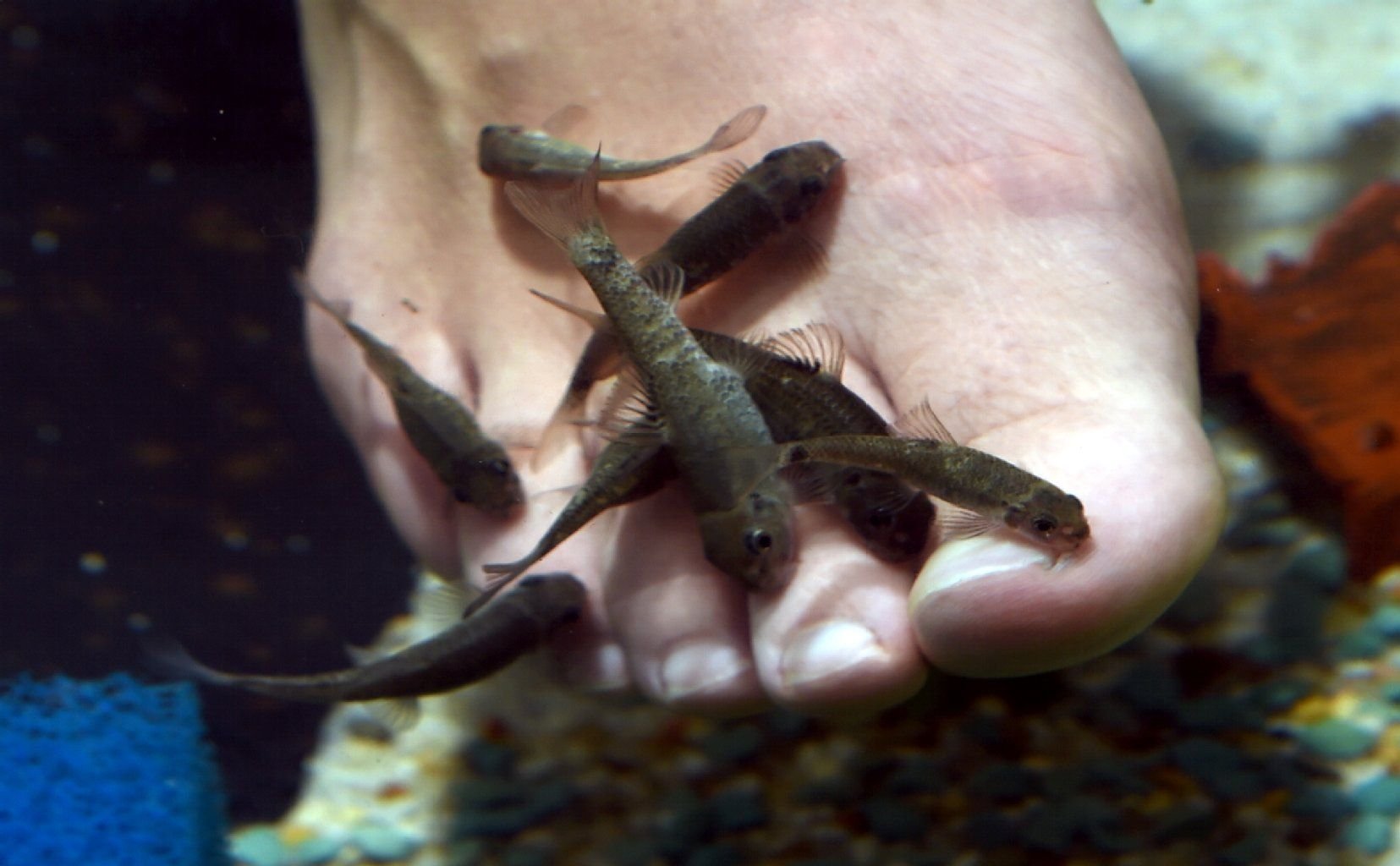 Fische dürfen Füße anknabbern, entschieden die Richter.