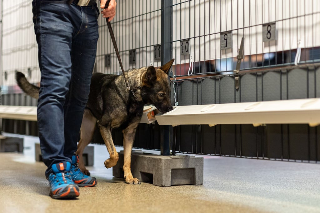 Corona-Spürhündin Bea (Deutscher Schäferhund) schnüffelt in Probenbehältern in der Teststation.