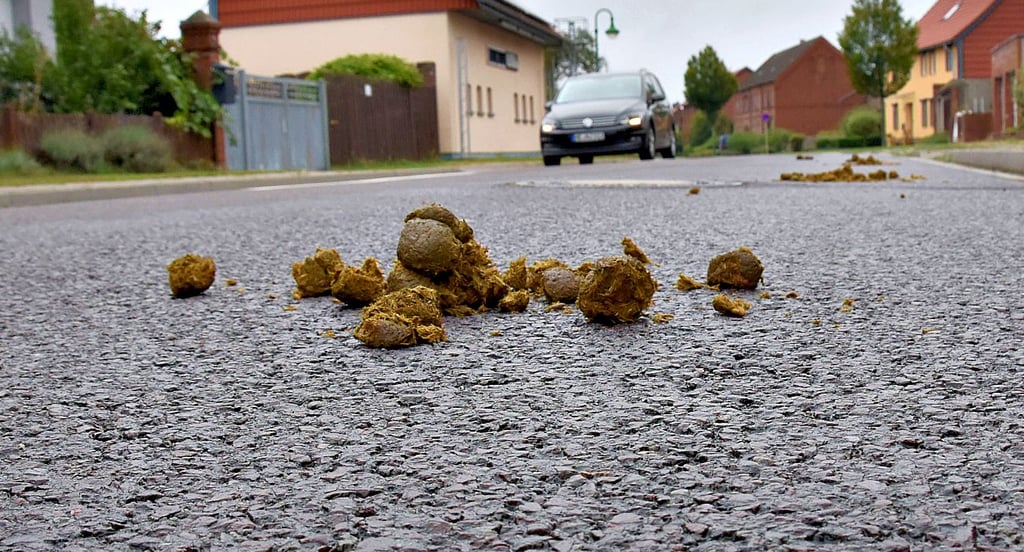Pferdeäpfel liegen nicht nur auf den Straßen von Rätzlingen. Auch in anderem Orten der Region ärgern sich die Bewohner über die Hinterlassenschaften der Vierbeiner.
