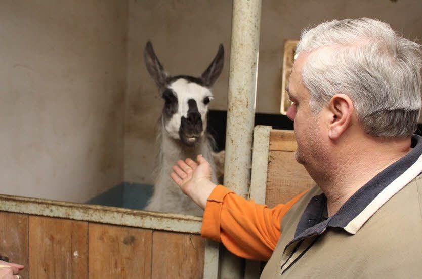 Otto Allner füttert ein Lama auf dem Rottleberöder Zunfthof. Über 100 Tiere sind dort zu sehen.