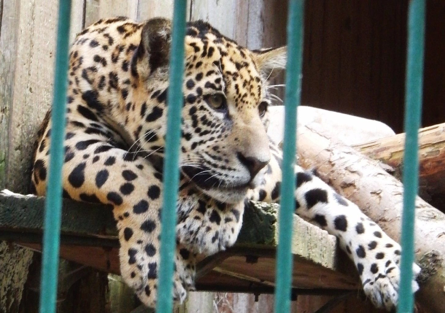 Dieses Bild von einem Tiger im Aschersleber Zoo hat MZ BürgerReporter Ralf Springer eingesendet.