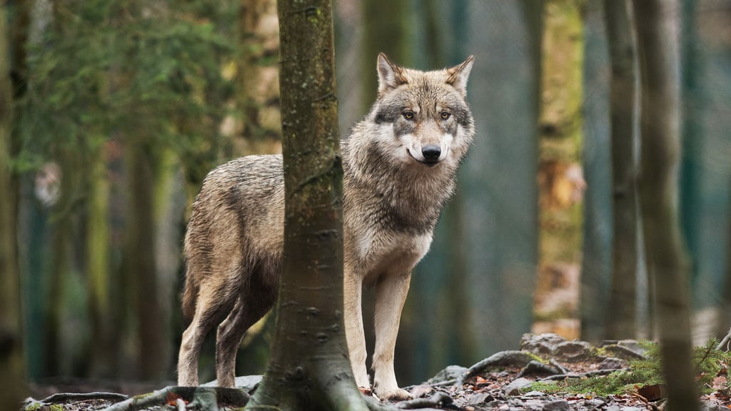 Wolf im Harz: Ende vergangenen Jahres ging das Landesumweltministerium von mehr als 150 Tieren in Sachsen-Anhalt aus.
