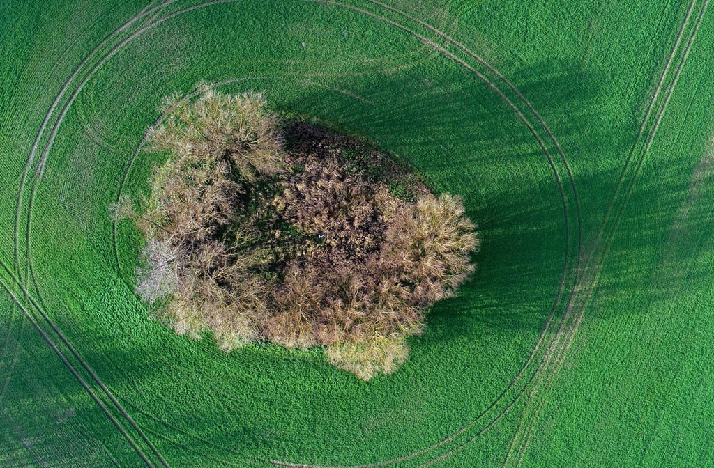 Bäume und Büsche stehen stehen auf einem Feld.