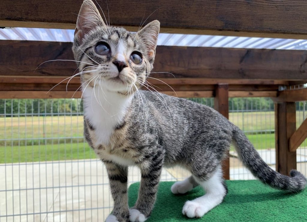 Das ist die kleine Elli. Die Katze hat schon viel durchmachen müssen in ihrem noch jungen Leben.