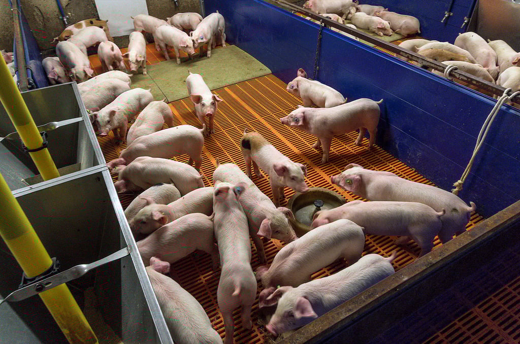 Ferkelstall beim Pressetermin: Den Veterinären bot sich ein anderes Bild.