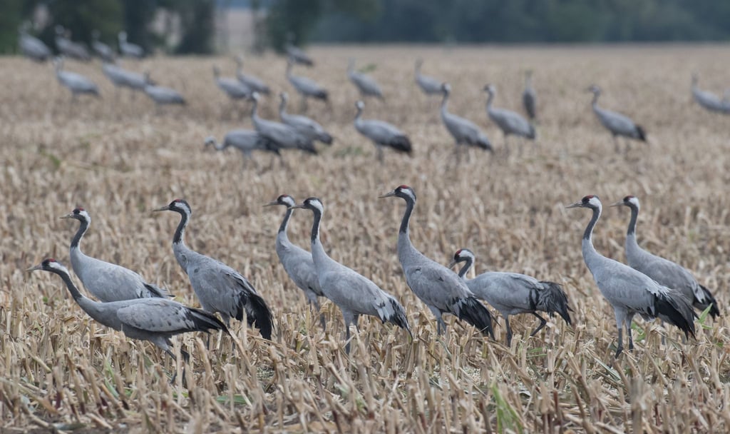 Kraniche rasten auf einem Feld nahe der Ortschaft Altenpleen bei Groß Mohrdorf.