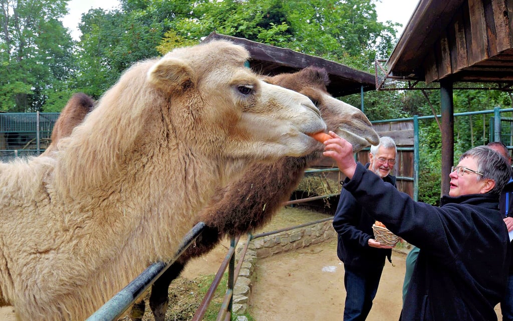 Christian und Helga Haring-Knolle haben die Patenschaft über Kameldame Elsa (li.) übernommen und Leckereien mitgebracht.