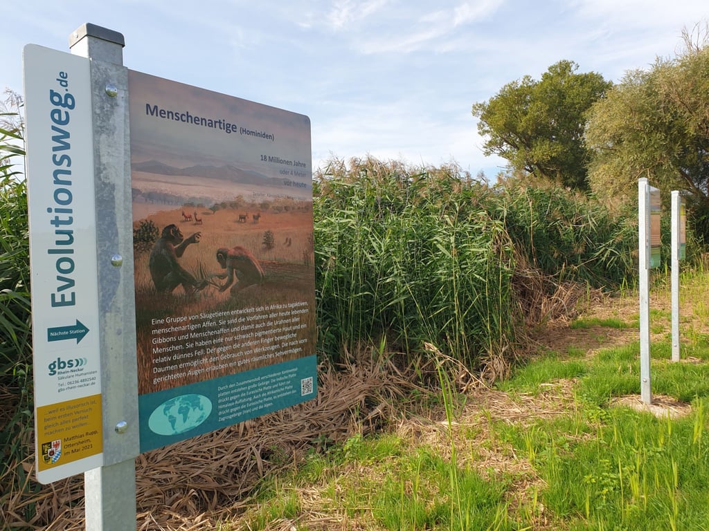 Eine Infotafel zu den Menschenartigen steht auf dem 1100 Meter langen „Evolutionsweg“ in Ottersheim.