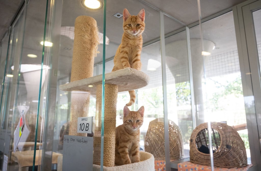 Archibald und Theobald sitzen in ihrer Box im Tierheim Berlin.