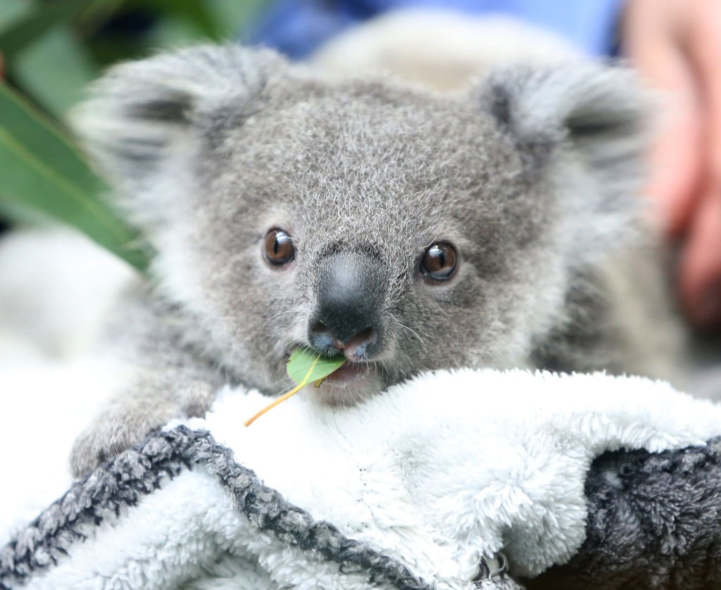 Ein Koala-Baby kaut an einem Eukalyptusblatt. Die Zahl der Beutelsäuger nimmt rapide ab.