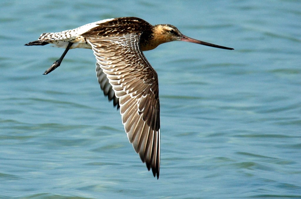 Eine Pfuhlschnepfe im Flug. Die scheue Pfuhlschnepfe - ein 40 Zentimeter großer Vogel mit flacher Brust, braun-weiß quergestreiftem Schwanz und einem langen Schnabel - ist ein echter Marathon-Flieger.